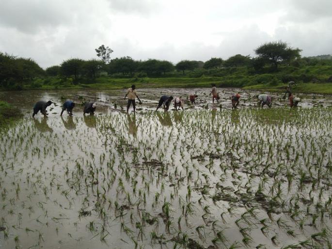 Relief to farmers due to incessant rains | पावसाच्या संततधारेमुळे शेतकऱ्यांना दिलासा Relief to farmers due to incessant rains | पावसाच्या संततधारेमुळे शेतकऱ्यांना दिलासा