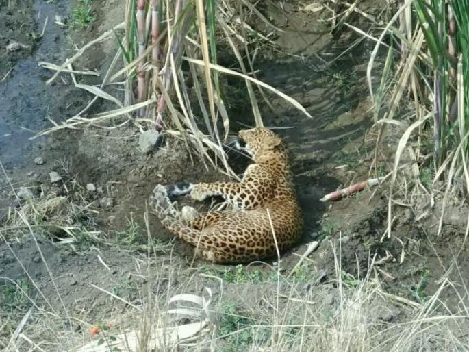 A 15-day seated in a leopard cage in the premises of Karjuleharya area | १५ दिवसापासून कर्जुलेहर्या परिसरात धुमाकूळ घालणारा बिबट्या पिंज-यात जेरबंद