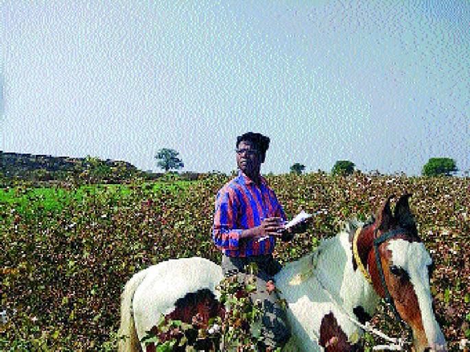 What did that 'horse' hit with 'talent'? | ‘त्या’ तलाठ्याने असे काय ‘घोडे’ मारले?  What did that 'horse' hit with 'talent'? | ‘त्या’ तलाठ्याने असे काय ‘घोडे’ मारले?