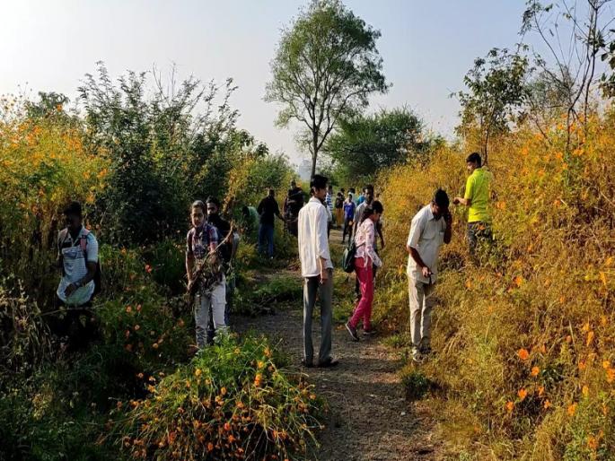 Cosmos is a large-scale extinction of other plant species caused by exotic plants | कॉसमॉस परदेशी वनस्पतीमुळे अन्य वनस्पतींच्या जाती-प्रजाती होतायेत मोठ्या प्रमाणात नष्ट Cosmos is a large-scale extinction of other plant species caused by exotic plants | कॉसमॉस परदेशी वनस्पतीमुळे अन्य वनस्पतींच्या जाती-प्रजाती होतायेत मोठ्या प्रमाणात नष्ट