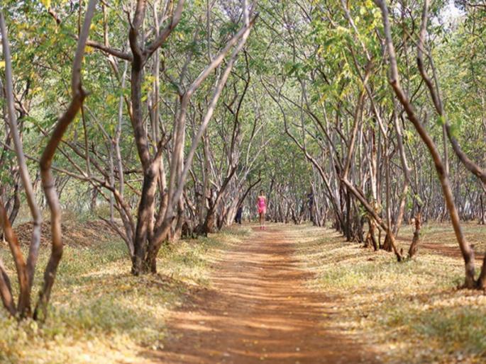 Funds for the forest park, while the oxygen park decision in the municipal court | वन उद्यानासाठी निधी तर तळजाई टेकडीवरील ऑक्सिजन पार्कचा चेंडू पालिकेच्या कोर्टात Funds for the forest park, while the oxygen park decision in the municipal court | वन उद्यानासाठी निधी तर तळजाई टेकडीवरील ऑक्सिजन पार्कचा चेंडू पालिकेच्या कोर्टात