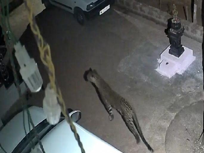 Leopard enters residential area in Talkat Sindhudurg caught on CCTV | Sindhudurg: तळकटमध्ये बिबट्याचा लोकवस्तीत प्रवेश, सीसीटीव्हीत कैद