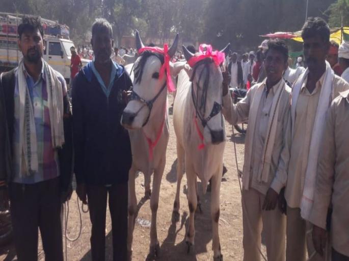 Talodha bullock cartoons in the market drought | तळोद्याचा बैल बाजाराची दुष्काळातही सुसाट घोडदौड Talodha bullock cartoons in the market drought | तळोद्याचा बैल बाजाराची दुष्काळातही सुसाट घोडदौड