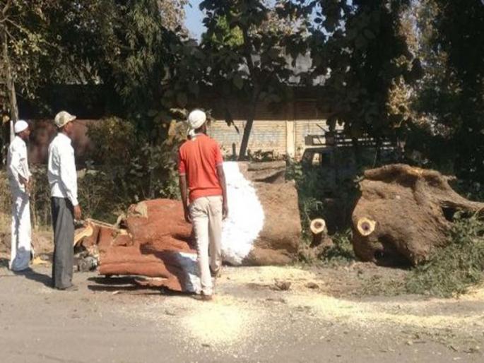 Taloda municipal proposal: cut trees will be revived | तळोदा पालिकेचा प्रस्ताव : कापलेल्या झाडांचे होणार पुनरूज्जीवन Taloda municipal proposal: cut trees will be revived | तळोदा पालिकेचा प्रस्ताव : कापलेल्या झाडांचे होणार पुनरूज्जीवन