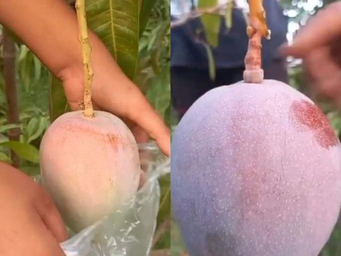 Cost Of One Tamago Mango grown in madhya pradesh jabalpur Is Rs 2 70 Lakh | बाबो! एका आंब्याची किंमत २.७० लाख; कृषी अधिकारी हैराण, पाहणी करणार Cost Of One Tamago Mango grown in madhya pradesh jabalpur Is Rs 2 70 Lakh | बाबो! एका आंब्याची किंमत २.७० लाख; कृषी अधिकारी हैराण, पाहणी करणार