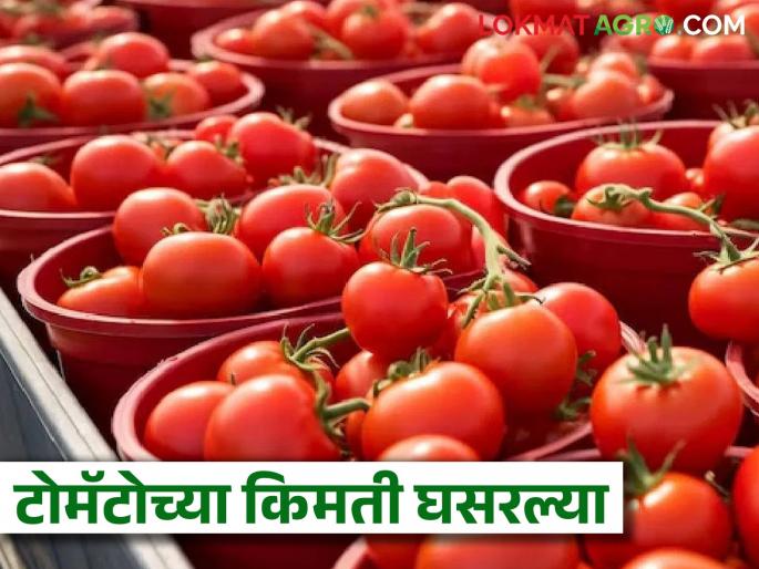 Latest News Tomato Market Tomato prices fell by 22 percent in one month, read more details | Tomato Market : एका महिन्यात टोमॅटोच्या किमती 22 टक्क्यांनी कमी झाल्या, वाचा सविस्तर Latest News Tomato Market Tomato prices fell by 22 percent in one month, read more details | Tomato Market : एका महिन्यात टोमॅटोच्या किमती 22 टक्क्यांनी कमी झाल्या, वाचा सविस्तर