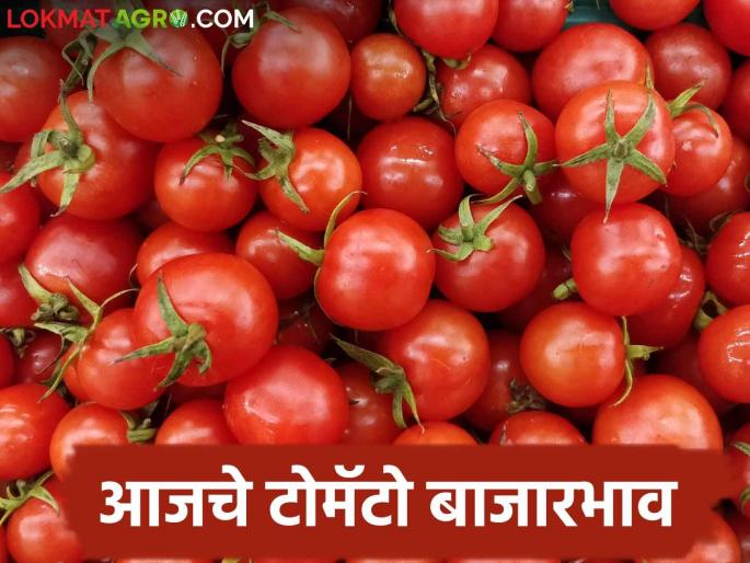 Latest News Tomato Market 04 thousand quintals of local tomato arrival in Pune, read today's market price | Tomato Market : पुण्यात लोकल टोमॅटोची 04 हजार क्विंटलची आवक, वाचा आजचे बाजारभाव Latest News Tomato Market 04 thousand quintals of local tomato arrival in Pune, read today's market price | Tomato Market : पुण्यात लोकल टोमॅटोची 04 हजार क्विंटलची आवक, वाचा आजचे बाजारभाव