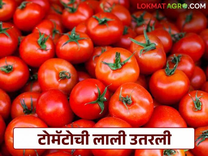 Latest News Tomato Market down Tomato prices likely to continue falling for two months, read in detail | Tomato Market Down : टोमॅटो दरात दोन महिने घसरण कायम राहण्याची शक्यता, वाचा सविस्तर  Latest News Tomato Market down Tomato prices likely to continue falling for two months, read in detail | Tomato Market Down : टोमॅटो दरात दोन महिने घसरण कायम राहण्याची शक्यता, वाचा सविस्तर