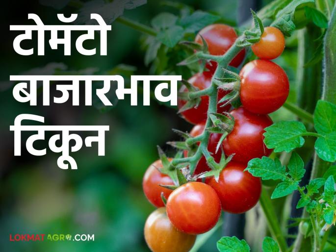 Latest news Tomato Market price of carat in Pimpalgaon market Read in detail | Tomato Market : टोमॅटोचा बाजार वाढला, पिंपळगाव मार्केटला कॅरेटला काय भाव? वाचा सविस्तर Latest news Tomato Market price of carat in Pimpalgaon market Read in detail | Tomato Market : टोमॅटोचा बाजार वाढला, पिंपळगाव मार्केटला कॅरेटला काय भाव? वाचा सविस्तर