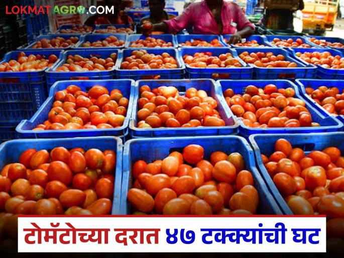 Latest News Tomato prices drop by 47 percent in twenty days see the reason | Tomato Market : वीस दिवसांत टोमॅटोच्या दरात 47 टक्क्यांची घट, दर अचानक का घसरले?