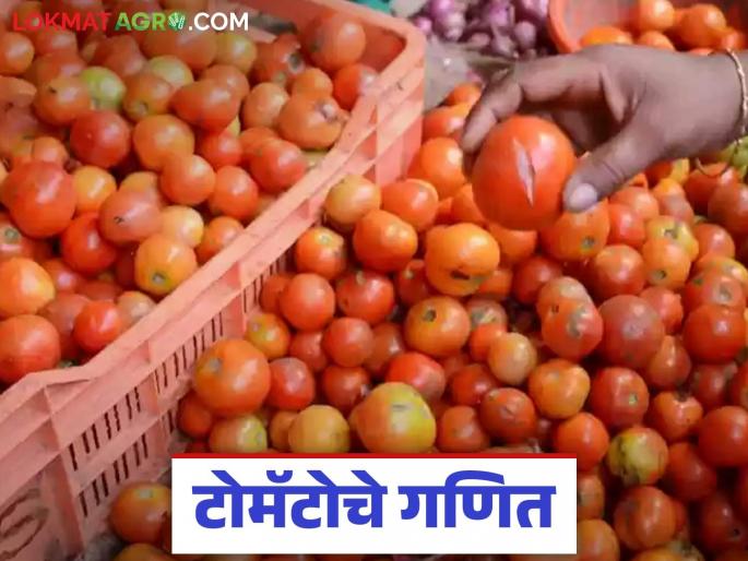 Tomato Market: Know in detail the reason behind the deterioration of tomato prices | Tomato Market : टोमॅटोचे गणित बिघडण्याचे काय आहे कारण जाणून घ्या सविस्तर Tomato Market: Know in detail the reason behind the deterioration of tomato prices | Tomato Market : टोमॅटोचे गणित बिघडण्याचे काय आहे कारण जाणून घ्या सविस्तर
