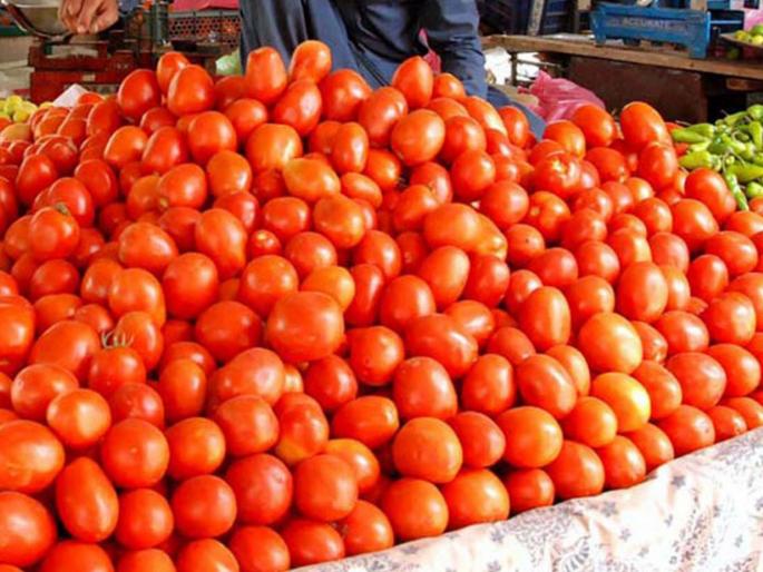 pune news zero refund of one and a half lakh expenses; Junnar farmers lose lakhs of rupees due to fall in tomato prices | दीड लाख खर्च परतावा शून्य;टोमॅटोचे भाव उतरल्याने जुन्नरच्या शेतकऱ्यांचे लाखो रुपयांचे नुकसान pune news zero refund of one and a half lakh expenses; Junnar farmers lose lakhs of rupees due to fall in tomato prices | दीड लाख खर्च परतावा शून्य;टोमॅटोचे भाव उतरल्याने जुन्नरच्या शेतकऱ्यांचे लाखो रुपयांचे नुकसान