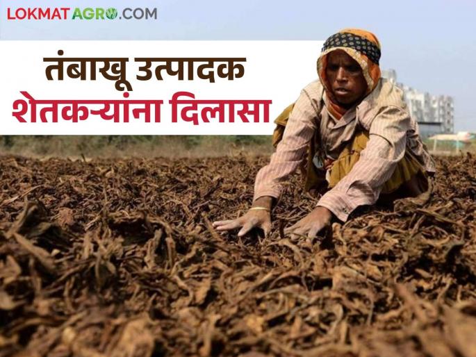 Latest News Agriculture News Relief for tobacco farmers, 3-year validity for warehouse licenses notified | Agriculture News : आता तंबाखू उत्पादक शेतकऱ्यांना दरवर्षीं लायसन्स नूतनीकरण करण्याची गरज नाही! Latest News Agriculture News Relief for tobacco farmers, 3-year validity for warehouse licenses notified | Agriculture News : आता तंबाखू उत्पादक शेतकऱ्यांना दरवर्षीं लायसन्स नूतनीकरण करण्याची गरज नाही!