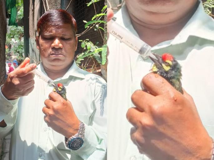 Tambat bird got life near Thane | ठाणे पुर्वेत तांबट पक्ष्याला मिळालं जीवदान Tambat bird got life near Thane | ठाणे पुर्वेत तांबट पक्ष्याला मिळालं जीवदान