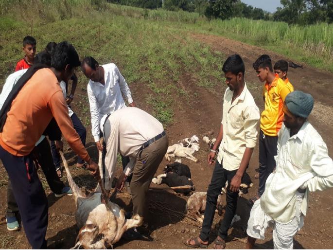 14 sheep killed, 4 injured in wild animal attack in kolhapur | कोल्हापूर: वन्यप्राण्याच्या हल्ल्यात १४ मेंढ्या ठार, ४ जखमी; मेंढपाळचे लाखांचे नुकसान 14 sheep killed, 4 injured in wild animal attack in kolhapur | कोल्हापूर: वन्यप्राण्याच्या हल्ल्यात १४ मेंढ्या ठार, ४ जखमी; मेंढपाळचे लाखांचे नुकसान