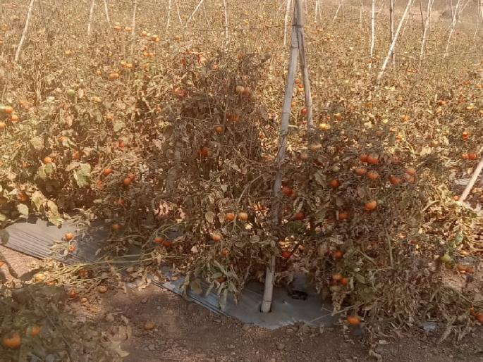 Tomato crop is rotting in the field due to lack of value for the crop in kolhapur | टोमॅटो शेतातच लागले कुजू, दर नसल्यामुळे शेतकरी हवालदिल