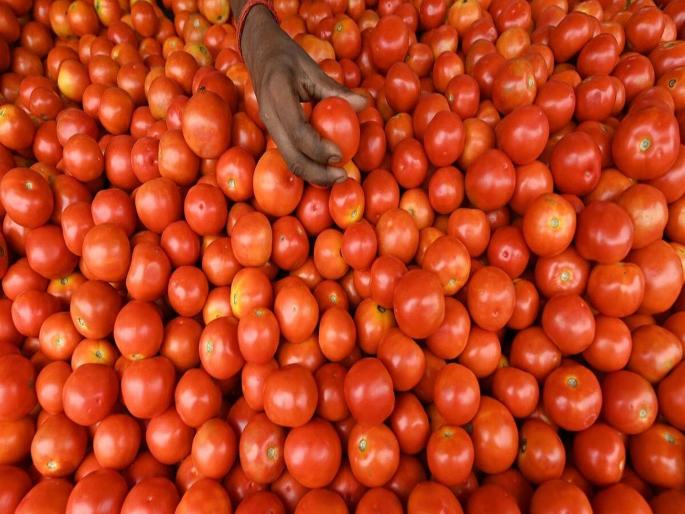 The shortage has pushed up prices of Tomato, with prices at Rs 90 in the retail market in Mumbai | टोमॅटोला महागाईची ‘लाली’! तुटवड्यामुळे भाव वाढले, मुंबईत किरकोळ बाजारात दर ९० रुपयांवर The shortage has pushed up prices of Tomato, with prices at Rs 90 in the retail market in Mumbai | टोमॅटोला महागाईची ‘लाली’! तुटवड्यामुळे भाव वाढले, मुंबईत किरकोळ बाजारात दर ९० रुपयांवर