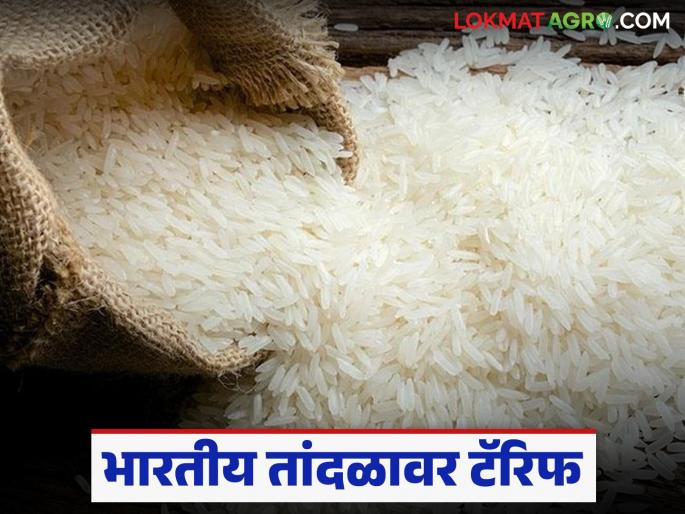 Latest News Trump Tariff Donald Trump hints that Indian rice will not be left without tariffs | तर भारतीय तांदळावर टॅरिफ लागल्याशिवाय राहणार नाही, डोनाल्ड ट्रम्प यांचे संकेत Latest News Trump Tariff Donald Trump hints that Indian rice will not be left without tariffs | तर भारतीय तांदळावर टॅरिफ लागल्याशिवाय राहणार नाही, डोनाल्ड ट्रम्प यांचे संकेत
