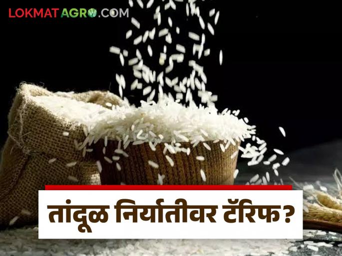 Latest News Gi Tag rice tariffs New tariff line to be implemented on rice exports, read in detail | Rice Tariff Line : 01 मेपासून तांदळाच्या निर्यातीवर नवीन टॅरिफ लाईन लागू करणार, वाचा सविस्तर  Latest News Gi Tag rice tariffs New tariff line to be implemented on rice exports, read in detail | Rice Tariff Line : 01 मेपासून तांदळाच्या निर्यातीवर नवीन टॅरिफ लाईन लागू करणार, वाचा सविस्तर