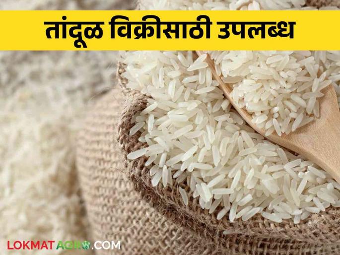 Latest News Available for domestic sale of rice through open market sale scheme read details  | Agriculture News : तांदळाचा 20 हजार मेट्रिक टन साठा उपलब्ध, खरेदीसाठी नोंदणी आवश्यक, वाचा सविस्तर  Latest News Available for domestic sale of rice through open market sale scheme read details  | Agriculture News : तांदळाचा 20 हजार मेट्रिक टन साठा उपलब्ध, खरेदीसाठी नोंदणी आवश्यक, वाचा सविस्तर