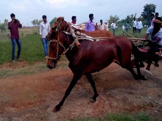 Tanga race in Adgaon; Filed on the organizer | आडगावमध्ये टांगा शर्यत भोवली; संयोजकावर गुन्हा दाखल Tanga race in Adgaon; Filed on the organizer | आडगावमध्ये टांगा शर्यत भोवली; संयोजकावर गुन्हा दाखल