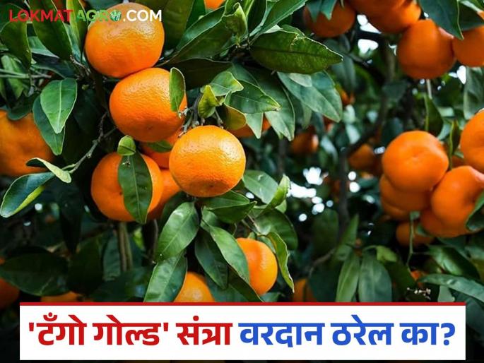 Tango Orange: latest news Nagpuri orange productivity woes; Will Spain's tango solve them? Read in detail | Tango Orange: नागपुरी संत्र्याच्या उत्पादकतेचा तिढा; स्पेनच्या टँगोमुळे सुटेल का? वाचा सविस्तर Tango Orange: latest news Nagpuri orange productivity woes; Will Spain's tango solve them? Read in detail | Tango Orange: नागपुरी संत्र्याच्या उत्पादकतेचा तिढा; स्पेनच्या टँगोमुळे सुटेल का? वाचा सविस्तर