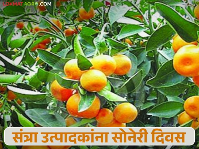 Tango Santra: Read in detail how Tango Gold will bring golden days to orange growers | Tango Santra: टँगो गोल्डमुळे संत्रा उत्पादकांना येतील सोनेरी दिवस कसे ते वाचा सविस्तर Tango Santra: Read in detail how Tango Gold will bring golden days to orange growers | Tango Santra: टँगो गोल्डमुळे संत्रा उत्पादकांना येतील सोनेरी दिवस कसे ते वाचा सविस्तर
