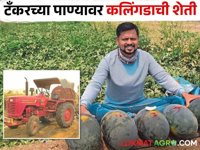 Latest News Cultivation of watermelon flourished on tanker water of sakri taluka farmer | Water Crisis : टँकरच्या पाण्यावर फुलवली कलिंगडाची शेती, साडे तीन एकरांत 80 टन उत्पादन  Latest News Cultivation of watermelon flourished on tanker water of sakri taluka farmer | Water Crisis : टँकरच्या पाण्यावर फुलवली कलिंगडाची शेती, साडे तीन एकरांत 80 टन उत्पादन
