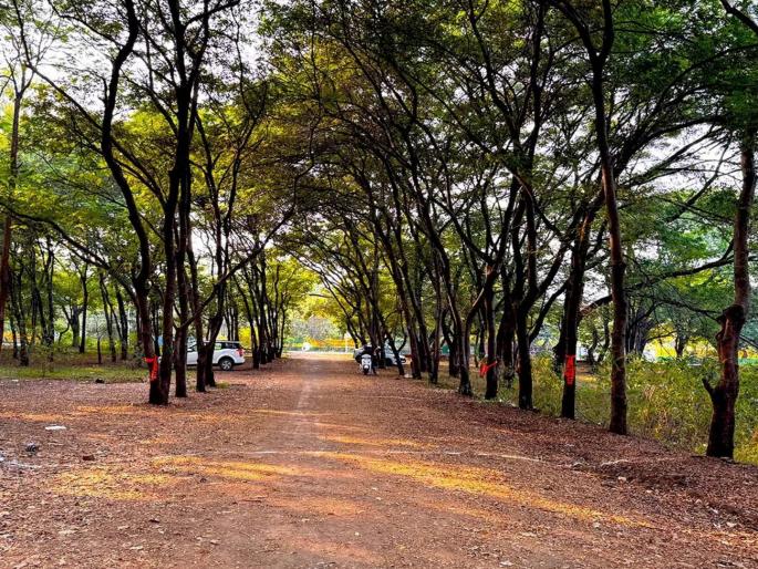 Tree felling in Tapovan suspended till January 15th, will the green belt be destroyed or will it be preserved? Nashik residents are paying attention to this | तपोवनातील वृक्षतोडीला १५ जानेवारीपर्यंत स्थगिती, हरितपट्टा उद्ध्वस्त होणार कि संरक्षित राहणार? याकडे नाशिककरांचे लक्ष