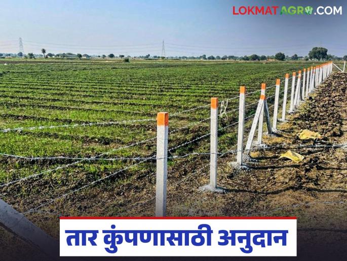 Latest News tar Kumpan Yojana Farmers to get up to 85 percent subsidy for wire fencing in farm | तुम्हाला शेतीसाठी तारेचे कुंपण करायचं आहे, ही योजना देतेय 85 टक्क्यांपर्यंत अनुदान Latest News tar Kumpan Yojana Farmers to get up to 85 percent subsidy for wire fencing in farm | तुम्हाला शेतीसाठी तारेचे कुंपण करायचं आहे, ही योजना देतेय 85 टक्क्यांपर्यंत अनुदान