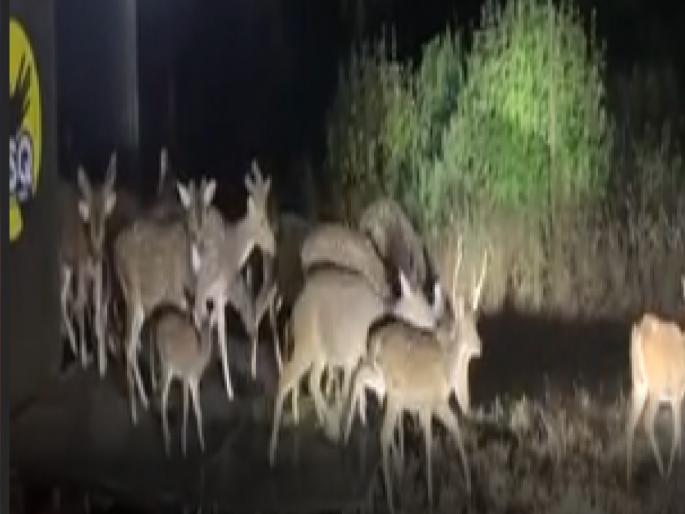 As many as 79 chitals were released in the Chandoli forest for Tara the tigress | Tara Tigress: तारा वाघिणीसाठी चांदोलीच्या जंगलात तब्बल ७९ चितळ सोडले