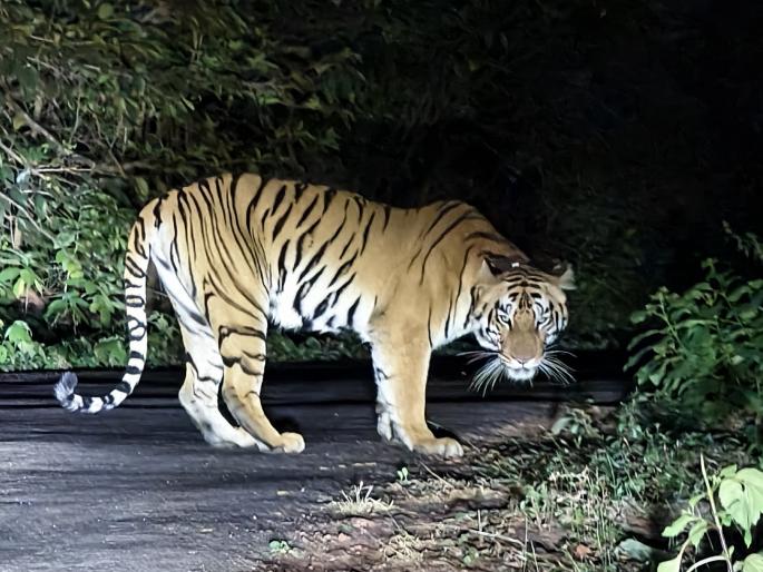 Tara tigress roams freely over 50 km in core area of ​​Sahyadri Tiger Reserve | Kolhapur: 'तारा' वाघिणीचा कोअर क्षेत्रात ५० किलोमीटरहून अधिक मुक्त संचार, व्हिडिओ व्हायरल 