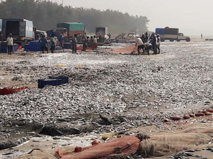 The third day to collect the salvation, the time to take the fish with JCB | तारली गोळा करण्यासाठी उजाडला तिसरा दिवस, जेसीबीच्या सहाय्याने मासळी ओढण्याची वेळ The third day to collect the salvation, the time to take the fish with JCB | तारली गोळा करण्यासाठी उजाडला तिसरा दिवस, जेसीबीच्या सहाय्याने मासळी ओढण्याची वेळ