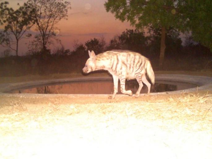 Artificial reservoirs quench the thirst of wildlife in reserved forests | राखीव वनांमध्ये कृत्रिम पाणवठे भागवतायेत वन्यप्राण्यांची तहान Artificial reservoirs quench the thirst of wildlife in reserved forests | राखीव वनांमध्ये कृत्रिम पाणवठे भागवतायेत वन्यप्राण्यांची तहान