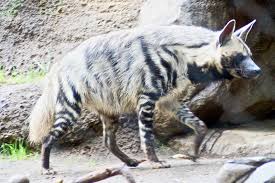 The wearer was killed in an accident | पहिनेला अपघातात तरस ठार The wearer was killed in an accident | पहिनेला अपघातात तरस ठार