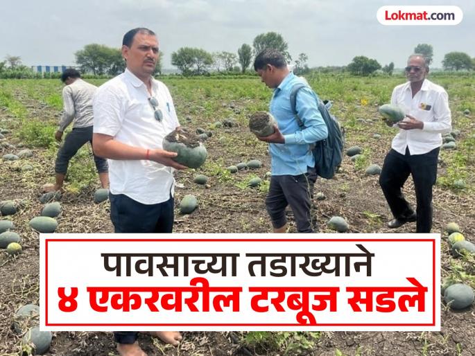 Unseasonal rains rot watermelons on 4 acres; farmer's dream shattered by loss | अवकाळी पावसाच्या तडाख्याने ४ एकरवरील टरबूज सडले; नुकसानीने शेतकऱ्याचे स्वप्न भंगले Unseasonal rains rot watermelons on 4 acres; farmer's dream shattered by loss | अवकाळी पावसाच्या तडाख्याने ४ एकरवरील टरबूज सडले; नुकसानीने शेतकऱ्याचे स्वप्न भंगले
