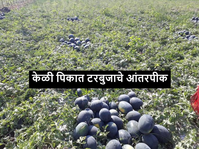 Latest News Watermelon intercropping in banana crop experiment by farmers of Jalgaon | केळी पिकात टरबुजाचे आंतरपीक, जळगावच्या शेतकऱ्यांचा यशस्वी प्रयोग Latest News Watermelon intercropping in banana crop experiment by farmers of Jalgaon | केळी पिकात टरबुजाचे आंतरपीक, जळगावच्या शेतकऱ्यांचा यशस्वी प्रयोग
