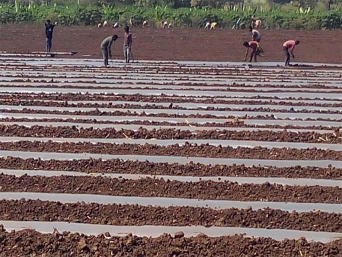 Velocity of watermelon in Taloda taluka | तळोदा तालुक्यात टरबूज लागवडीला वेग Velocity of watermelon in Taloda taluka | तळोदा तालुक्यात टरबूज लागवडीला वेग