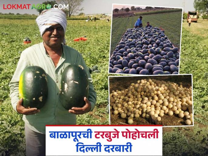 Farmer Success Story: Kannawar earns lakhs of rupees from watermelon and melon | Farmer Success Story : कन्नावारांनी टरबूज, खरबुजातून केली लाखो रुपयांची कमाई Farmer Success Story: Kannawar earns lakhs of rupees from watermelon and melon | Farmer Success Story : कन्नावारांनी टरबूज, खरबुजातून केली लाखो रुपयांची कमाई