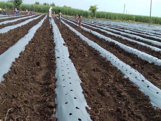 Watermelon danger due to the wellness of the well | विहिरींनी तळ गाठल्याने टरबूज धोक्यात