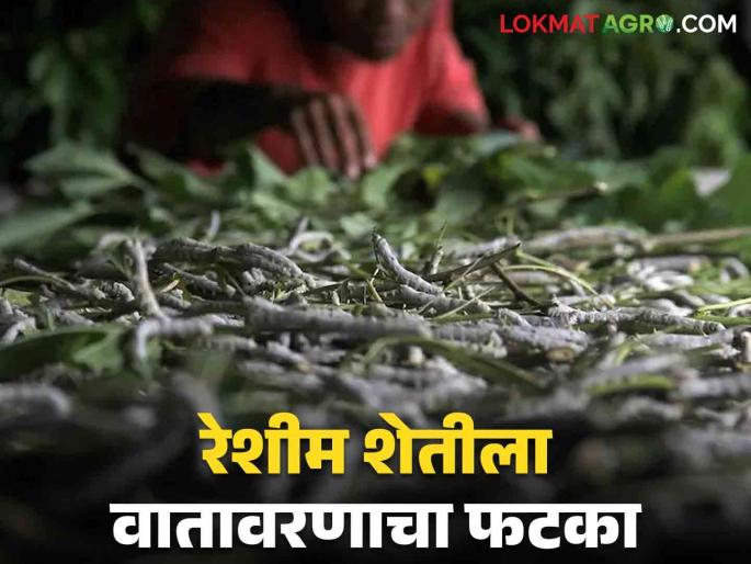 Latest News sericulture Farming Impact of rains on silk tussor farming in Vidarbha | Sericulture Farming : विदर्भातील रेशीम उत्पादक शेतकरी दुसऱ्यांदा अंडीपुंज खरेदी करत आहेत, वाचा सविस्तर Latest News sericulture Farming Impact of rains on silk tussor farming in Vidarbha | Sericulture Farming : विदर्भातील रेशीम उत्पादक शेतकरी दुसऱ्यांदा अंडीपुंज खरेदी करत आहेत, वाचा सविस्तर