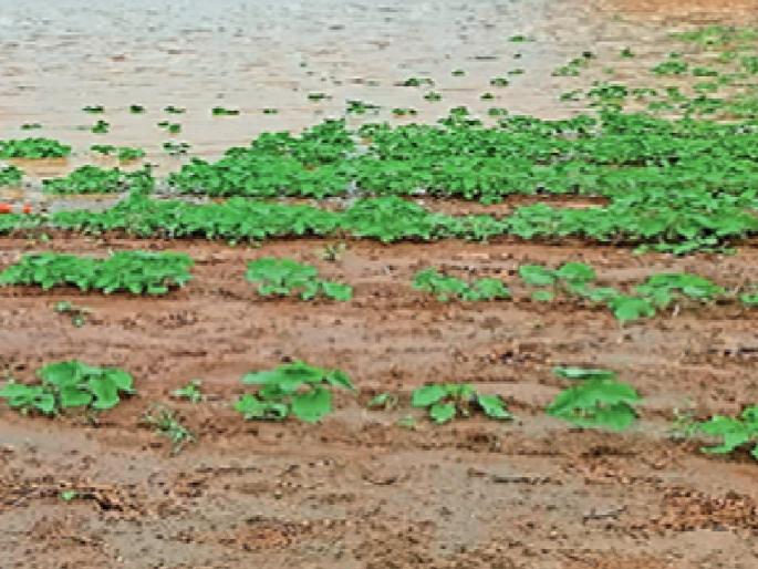 Damage to Kharipa crops on an area of more than twenty five thousand acres in Tasgaon taluka of Sangli district due to rains | पावसाचा थांबेना फेरा, वाया गेला खरीप हंगामाचा पेरा Damage to Kharipa crops on an area of more than twenty five thousand acres in Tasgaon taluka of Sangli district due to rains | पावसाचा थांबेना फेरा, वाया गेला खरीप हंगामाचा पेरा