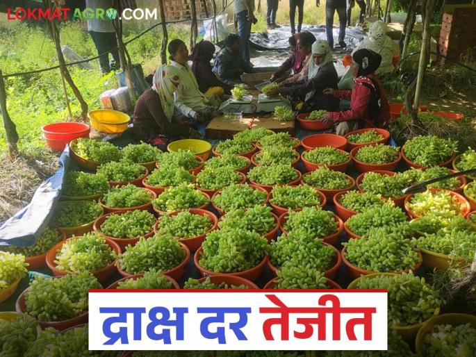 Draksh Bajar Bhav : Demand for grapes increases due to Ramadan and increasing heat; How is the price being paid per box? | Draksh Bajar Bhav : रमजान व वाढत्या उन्हामुळे द्राक्ष दरात वाढ; पेटीला कसा मिळतोय दर? Draksh Bajar Bhav : Demand for grapes increases due to Ramadan and increasing heat; How is the price being paid per box? | Draksh Bajar Bhav : रमजान व वाढत्या उन्हामुळे द्राक्ष दरात वाढ; पेटीला कसा मिळतोय दर?