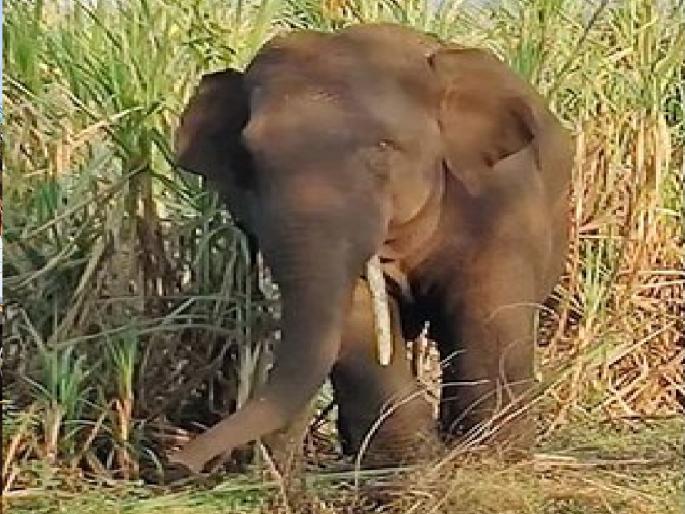 Tuskers entered the forest of Patgaon in Bhudargarh taluka kolhapur district, damaged crops | Kolhapur: पाटगावच्या जंगलात टस्कर दाखल, पिकांचे केले नुकसान