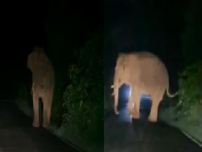 A huge tusker car suddenly came in front on Amboli road on Belgaum-Sawantwadi state highway | video..अन् अचानक कार समोर आला महाकाय टस्कर, कार चालकाची उडाली भंबेरी A huge tusker car suddenly came in front on Amboli road on Belgaum-Sawantwadi state highway | video..अन् अचानक कार समोर आला महाकाय टस्कर, कार चालकाची उडाली भंबेरी