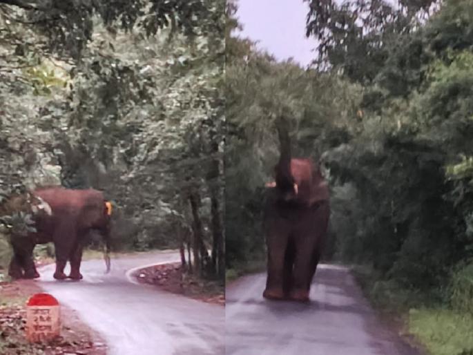 Tusker elephants cause panic on the road near Jeur on Ajra Chandgad road, damage to sugarcane and banana crops | Kolhapur: टस्कर हत्तीची जेऊरजवळ रस्त्यावर दहशत; ऊस, केळी पिकांचे केले नुकसान