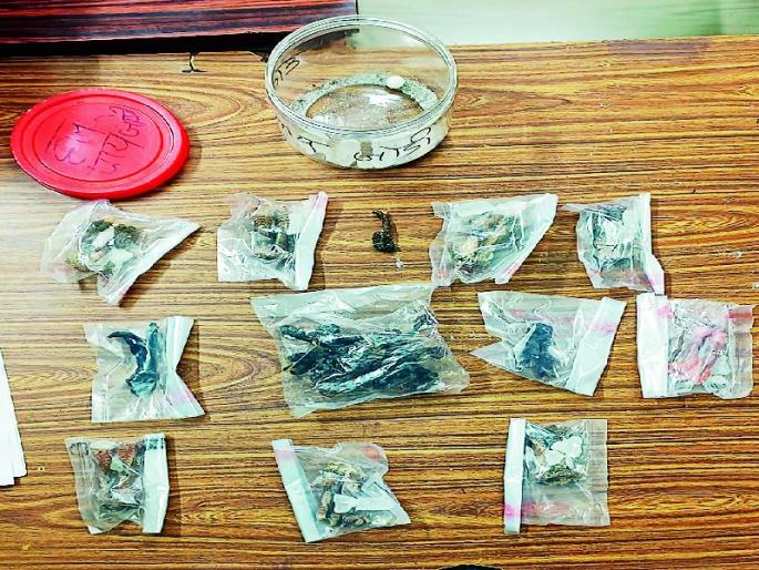 man held in Nagpur for smuggling of wild animal body parts | प्राण्यांच्या अवयवांची तस्करी करणारा वनविभागाच्या जाळ्यात man held in Nagpur for smuggling of wild animal body parts | प्राण्यांच्या अवयवांची तस्करी करणारा वनविभागाच्या जाळ्यात