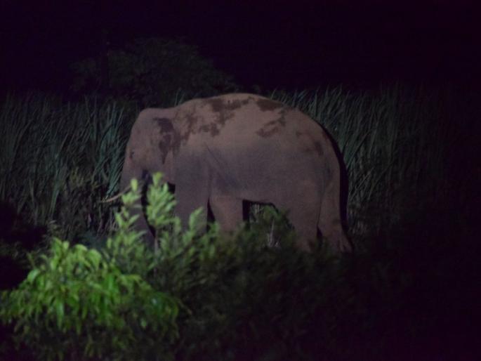 Tusker attack on a farmer in Morle | मोर्लेत शेतकऱ्यावर टस्कराचा हल्ला; ग्रामस्थांमध्ये भीती : मोनू कुत्रीने जीव वाचविला