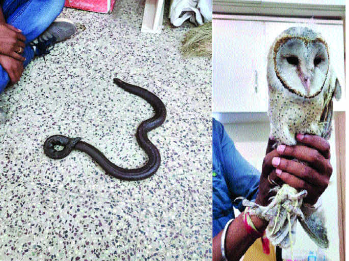 Arrested with smuggler with a mandala | मिळवायचा होता बक्कळ पैसा : मांडुळासह घुबडाची तस्करी करणाऱ्याला अटक Arrested with smuggler with a mandala | मिळवायचा होता बक्कळ पैसा : मांडुळासह घुबडाची तस्करी करणाऱ्याला अटक