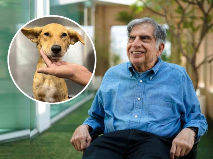bombay house the right home for stray dogs | बॉम्बे हाऊस: भटक्या श्वानांचे हक्काचे घर bombay house the right home for stray dogs | बॉम्बे हाऊस: भटक्या श्वानांचे हक्काचे घर